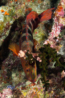 Cephalopholis sexmaculata (Saddle Grouper)