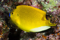 Apolemichthys trimaculatus (Three-Spot Angelfish)