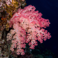 Dendronephthya sp.1 (Dendronephthya)