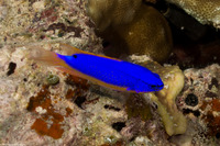 Chrysiptera taupou (South Seas Devil)