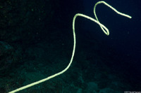Cirrhipathes anguina (Common Wire Coral)