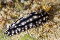 Phyllidia elegans (Elegant Phyllidia)