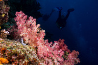 Dendronephthya sp.1 (Dendronephthya)