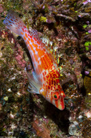 Cirrhitichthys falco (Dwarf Hawkfish)