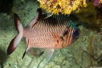 Myripristis adusta (Shadowfin Soldierfish)