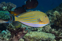 Acanthurus lineatus (Striped Surgeonfish)