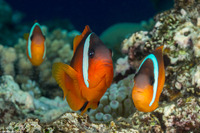Amphiprion barberi (Fiji Anemonefish)