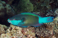 Scarus frenatus (Bridled Parrotfish)