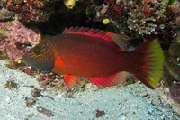 Oxycheilinus digramma (Cheek-Lined Wrasse)