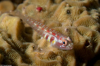 Eviota guttata (Whitestriped Dwarfgoby)