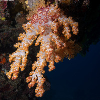 Dendronephthya sp.1 (Dendronephthya)