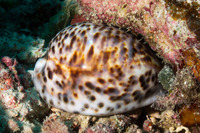 Cypraea tigris (Tiger Cowry)