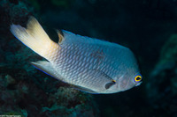 Pomacentrus imitator (Imitator Damsel)