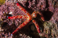 Linckia multifora (Multipore Sea Star)