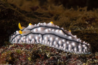 Phyllidia elegans (Elegant Phyllidia)