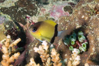 Chromis retrofasciata (Blackbar Chromis)