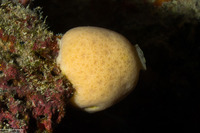 Leucetta sp.2 (Leucetta sp.2)