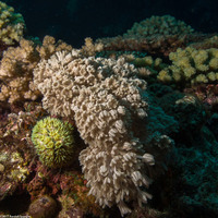 Heteroxenia fuscescens (Heteroxenia Fuscescens)