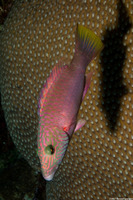 Oxycheilinus digramma (Cheek-Lined Wrasse)