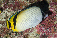 Chaetodon vagabundus (Vagabond Butterflyfish)