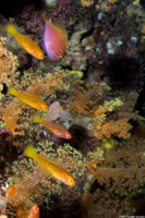 Trimma taylori (Cave Pygmygoby)