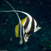 Heniochus acuminatus (Longfin Bannerfish)