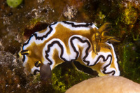 Doriprismatica sibogae (Doriprismatica Sibogae)