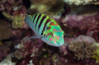 Thalassoma hardwicke (Sixbar Wrasse)