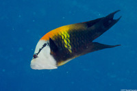 Epibulus insidiator (Slingjaw Wrasse)