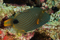 Balistapus undulatus (Orange-Lined Triggerfish)