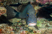Plectorhinchus picus (Dotted Sweetlips)