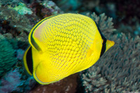 Chaetodon rafflesii (Latticed Butterflyfish)