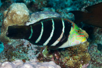 Hemigymnus fasciatus (Barred Thicklip)