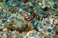 Amblyeleotris wheeleri (Gorgeous Shrimpgoby)