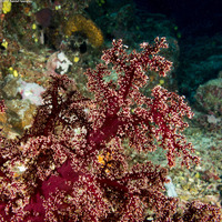 Siphonogorgia sp.2 (Siphonogorgia sp.2)