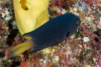 Pomacentrus imitator (Imitator Damsel)