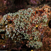 Atriolum robustum (Robust Sea Squirt)