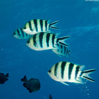 Abudefduf sexfasciatus (Scissortail Sergeant)