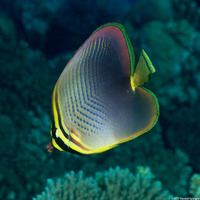 Chaetodon baronessa (Eastern Triangular Butterflyfish)