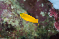 Meiacanthus oualanensis (Canary Fangblenny)