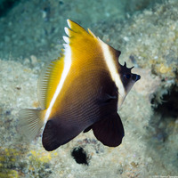 Heniochus varius (Humphead Bannerfish)