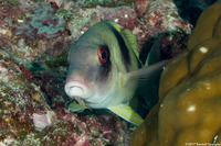 Parupeneus crassilabris (Doublebar Goatfish)