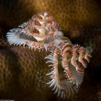 Spirobranchus sp.1 (Christmas Tree Worm)