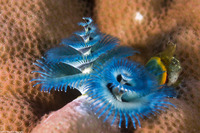 Spirobranchus sp.1 (Christmas Tree Worm)