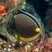 Naso elegans (Elegant Unicornfish)