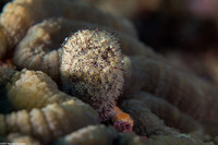 Dendronephthya sp.1 (Dendronephthya)