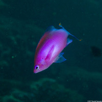 Pseudanthias pascalus (Purple Queen)