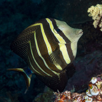 Zebrasoma veliferum (Pacific Sailfin Tang)