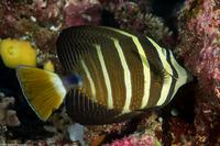 Zebrasoma veliferum (Pacific Sailfin Tang)