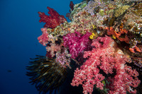 Dendronephthya sp.1 (Dendronephthya)